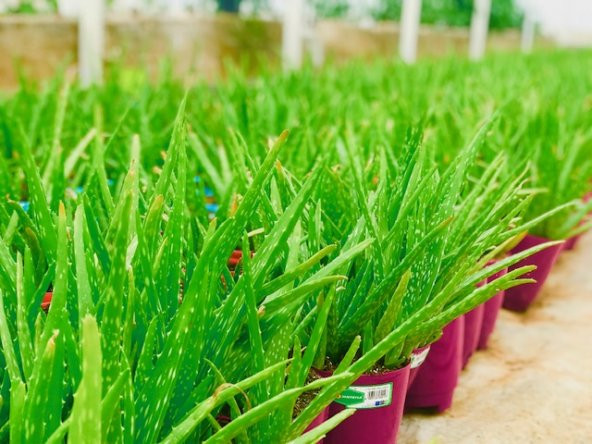 ALOE VERA BİTKİSİ,10 KÖKLÜ 30-40 CM SAKSI DOLUSU,TIBBİ ALOE VERA(FOTOGRAFTAKİ BİTKİ) - 2
