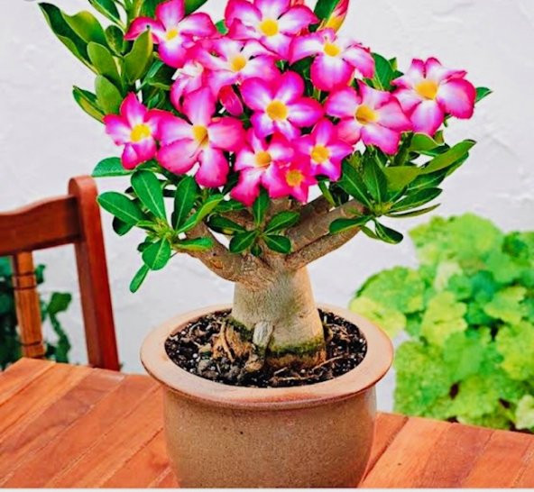 ADENİUM ÇÖL GÜLÜ BONSAİ 2 YAŞINDA (2.fotograf gönderecegimiz Bitkiye Aittir)
