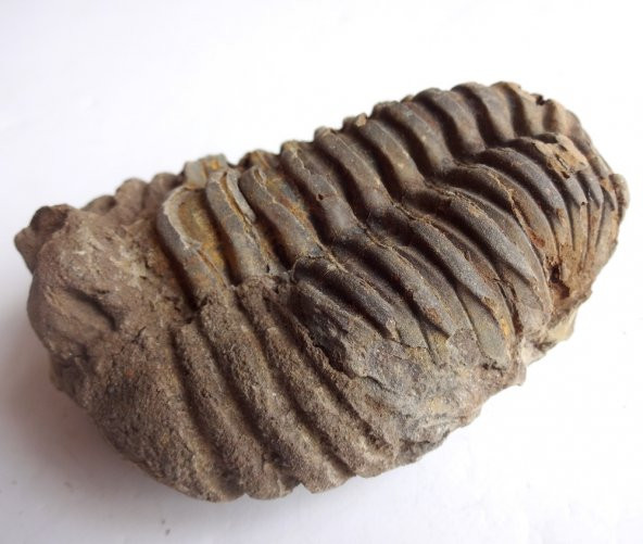 TRİLOBİT FOSİLİ: Flexicalymene ouzregi - 3