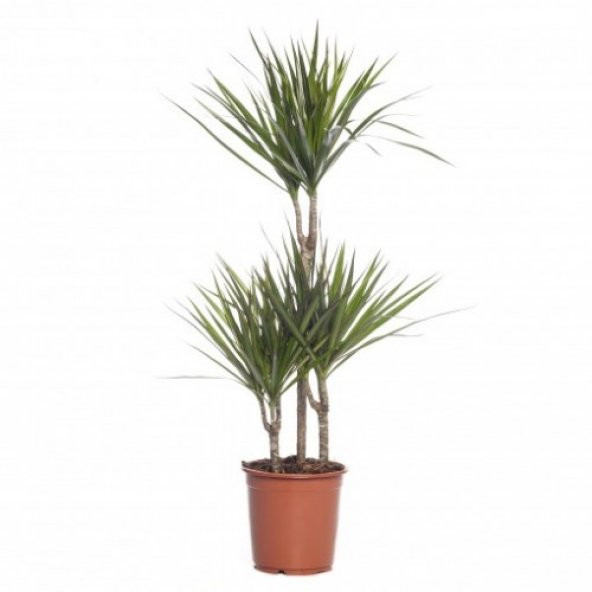 Dracena - Marginata Çiçeği ( Üç Dallı ) 90x150 cm - 2