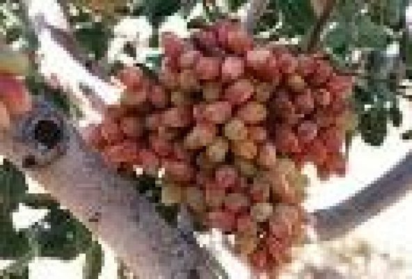 HAZIR FISTIK AĞACI 10 YAŞ.(Tükenmek üzere)