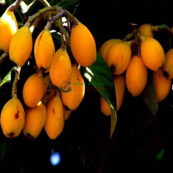 YENİDÜNYA (Malta Eriği) - 2