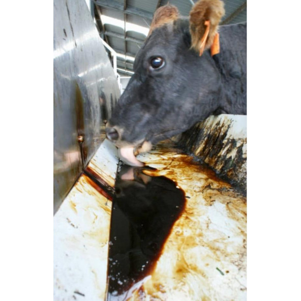 Melas 29 kg - Sülfürsüz Şeker Pancarı Melası - 2