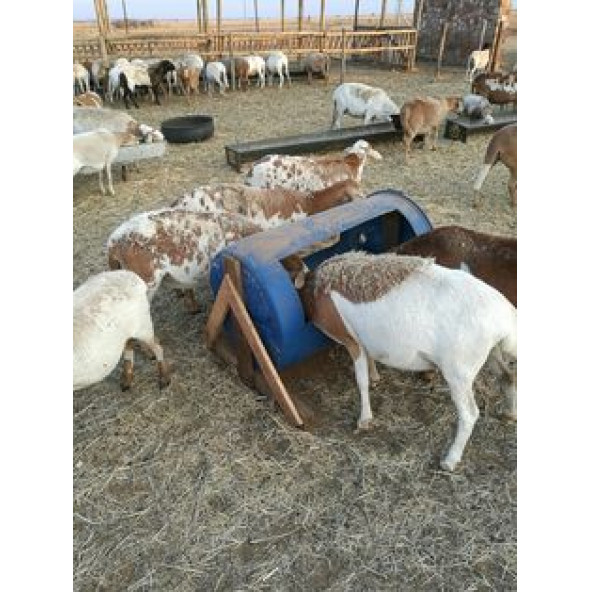 Melas 29 kg - Sülfürsüz Şeker Pancarı Melası - 3