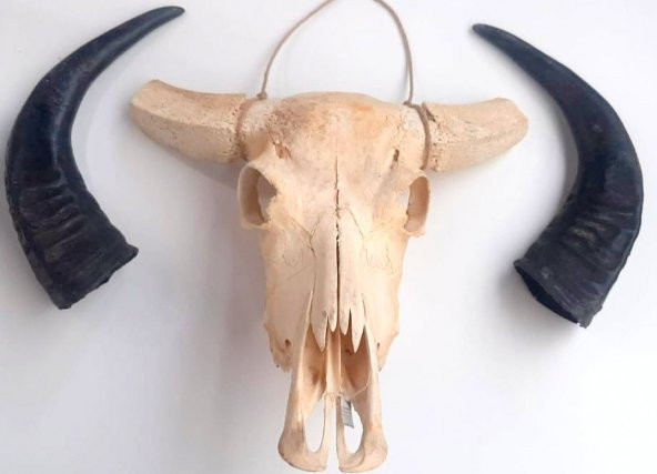 GERÇEK BUFFALO-BOĞA-ÖKÜZ KAFA TASI BOYNUZLU STEAK ET RESTORANLARI - 3