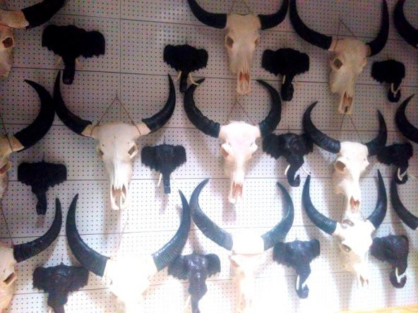 GERÇEK BUFFALO-BOĞA-ÖKÜZ KAFA TASI BOYNUZLU STEAK ET RESTORANLARI - 5
