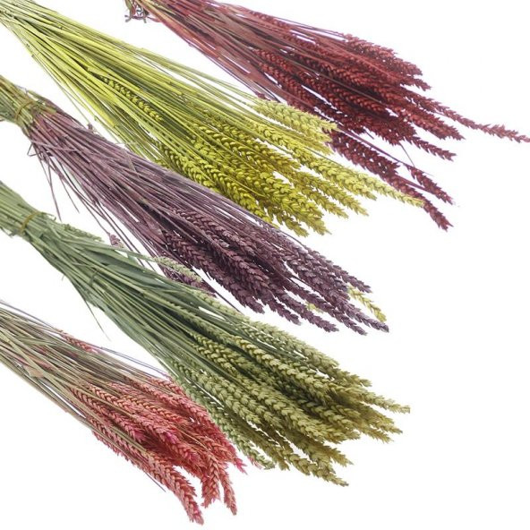 1 Bağ Kurutulmuş Doğal Renkli Buğday Başağı Tarwe