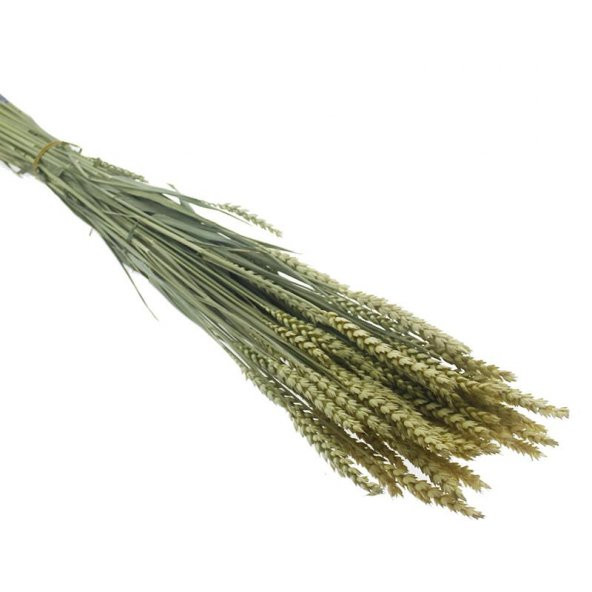 1 Bağ Kurutulmuş Doğal Renkli Buğday Başağı Tarwe - 2