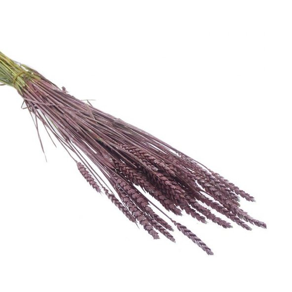 1 Bağ Kurutulmuş Doğal Renkli Buğday Başağı Tarwe - 3