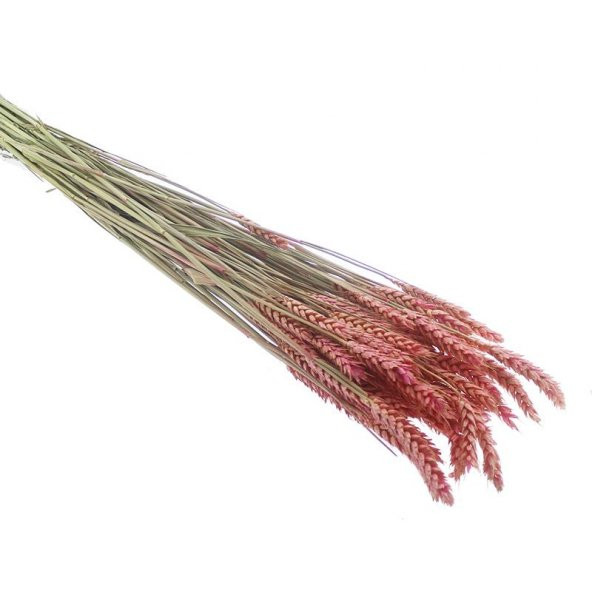1 Bağ Kurutulmuş Doğal Renkli Buğday Başağı Tarwe - 4