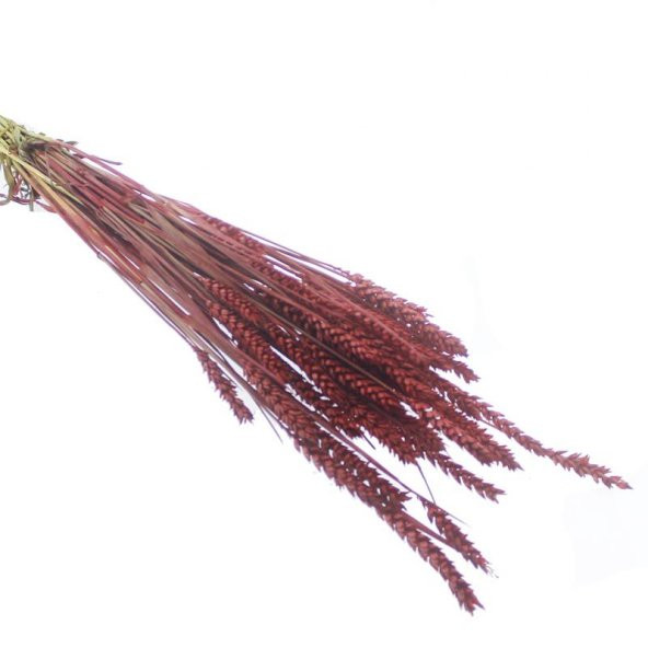 1 Bağ Kurutulmuş Doğal Renkli Buğday Başağı Tarwe - 5