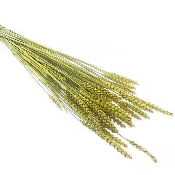 1 Bağ Kurutulmuş Doğal Renkli Buğday Başağı Tarwe - 6