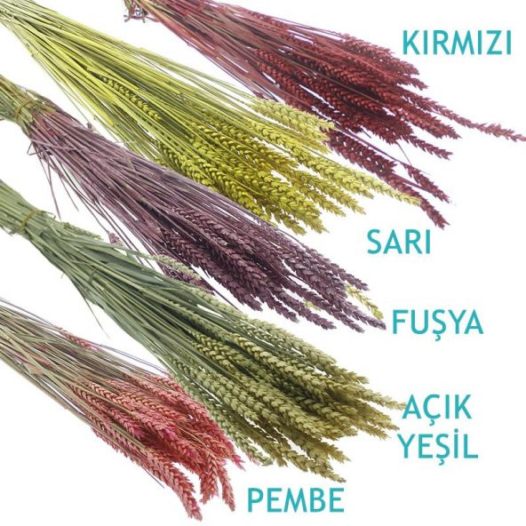 1 Bağ Kurutulmuş Doğal Renkli Buğday Başağı Tarwe - 8