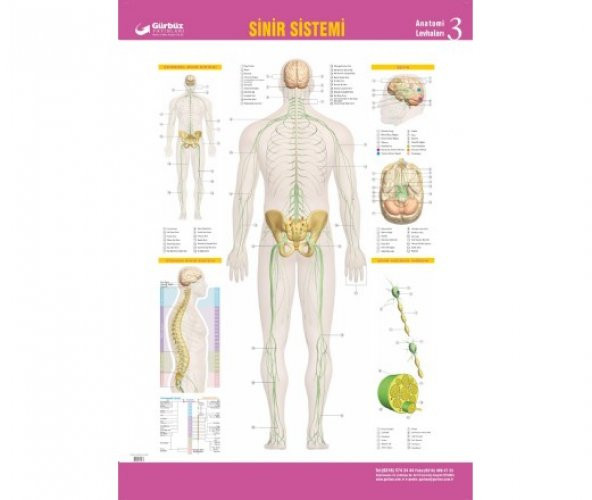 Sinir Sistemi 70X100cm