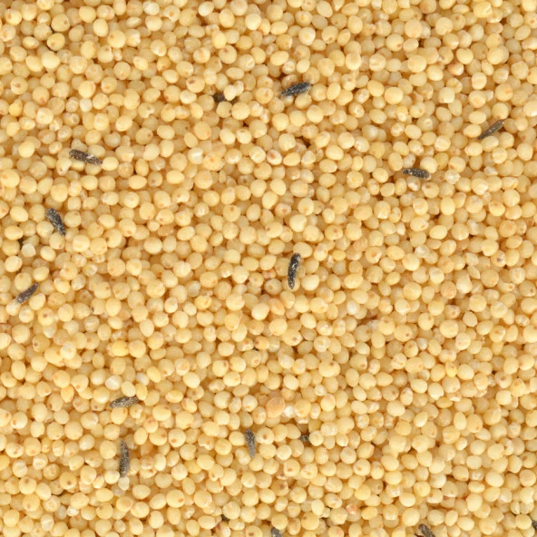 Quik Special Kabuksuz Kuş Yemi 400gr 8'li - 10