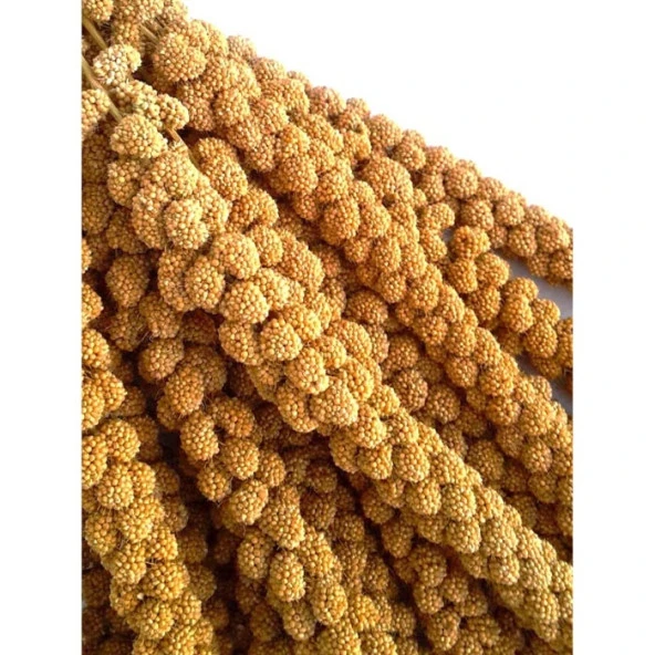 Jungle Doğal Dal Darı 10 Adet - 5