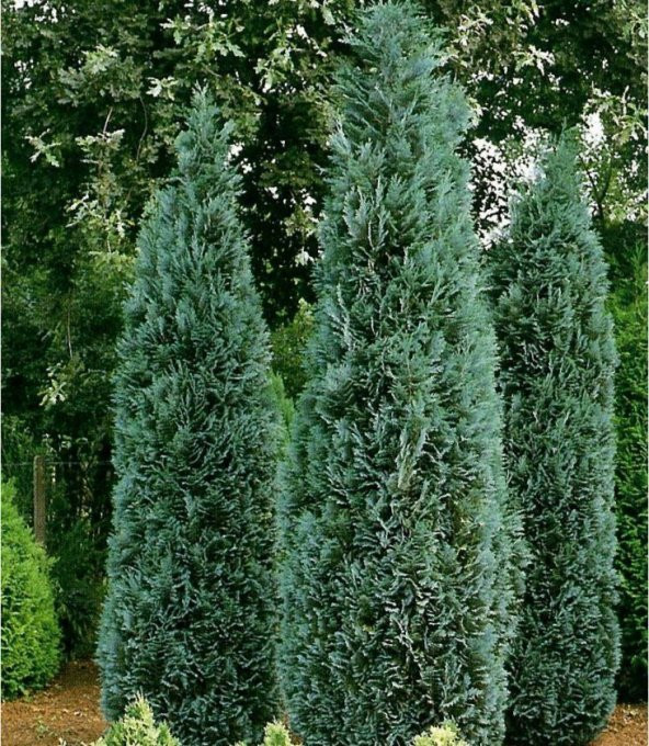 Mavi Servi Fidanı + 150 cm - 1