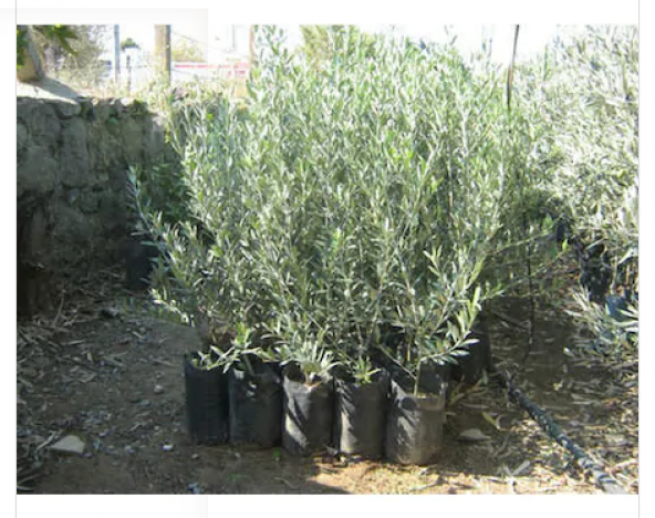 Gemlik Zeytin Fidanı Tüplü 130-180 cm uzunluğunda