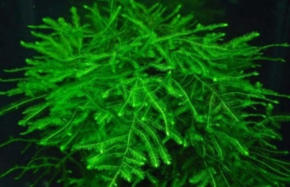 Java Moss 100 gr CANLI AKVARYUM BİTKİSİ