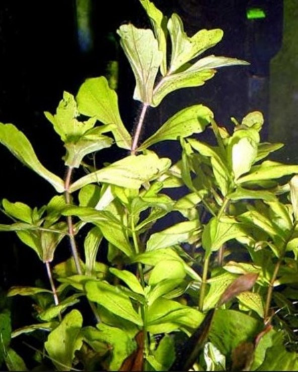 Trichocoronis rivularis 1 Kök CANLI BTKSİ