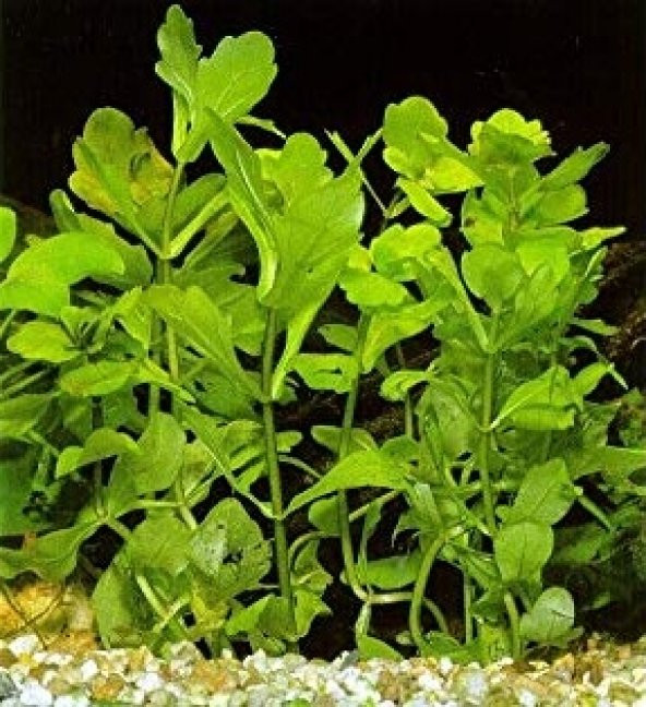 Trichocoronis rivularis 1 Kök CANLI BTKSİ - 2