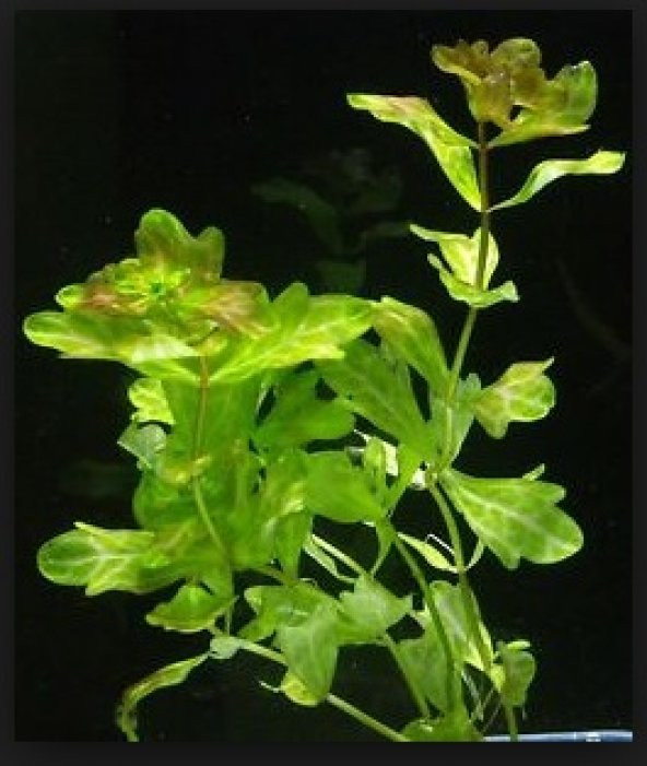 Trichocoronis rivularis 1 Kök CANLI BTKSİ - 3