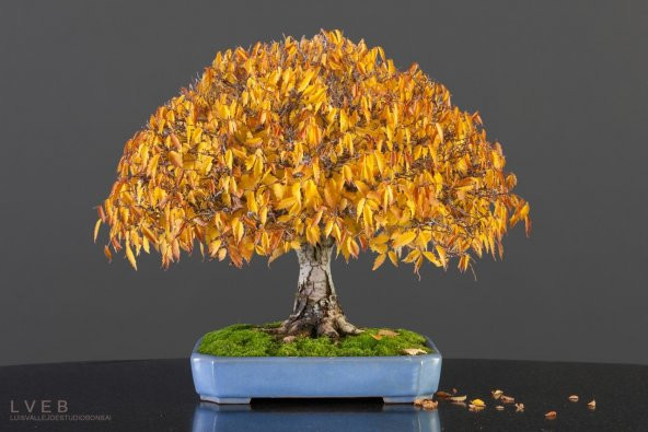 KEYAKİ BONSAİ YAPILABİLİR AĞAÇ SET'İ