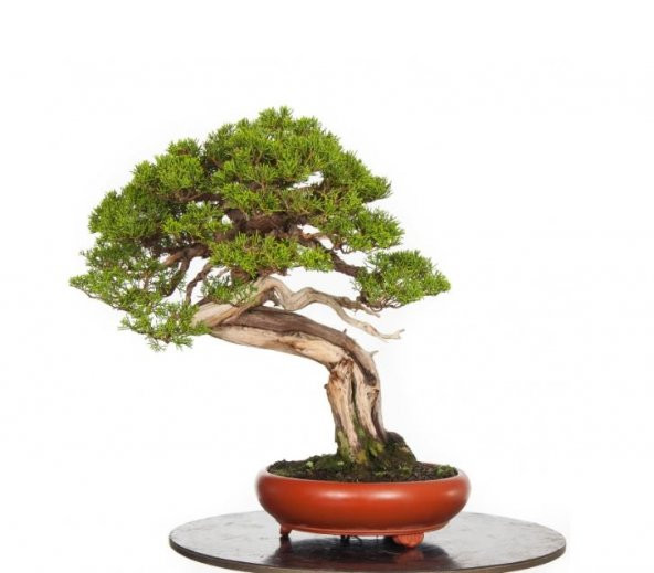 ÇİN ARDIÇ BONSAİ YAPILABİLİR AĞAÇ SET'İ