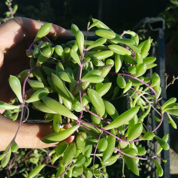 Othonna Capensis Sukulent Yakut Kolyesi Çiçeği Sarkıcı ve Yayılıcı 12-15cm (Köklüdür ve İlaçsız yetişmiştir) - 2