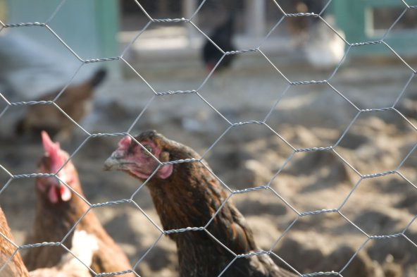 Kümes Teli 1.5mX20m - 2