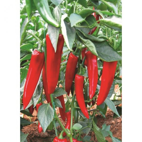 Kırmızı Kapya Biber (Sofralık) 1 Kg - 3