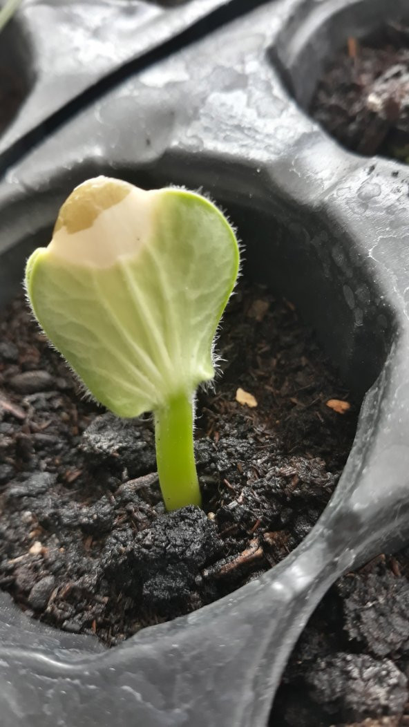 Biohumus Organik Gübre 1750 Ml ÖZEL PAKET - 4