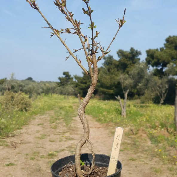 Nar bonsai Adayı fidan Yaklaşık 20-25cm 2018 (köklüdür ve ilaçsızdır)