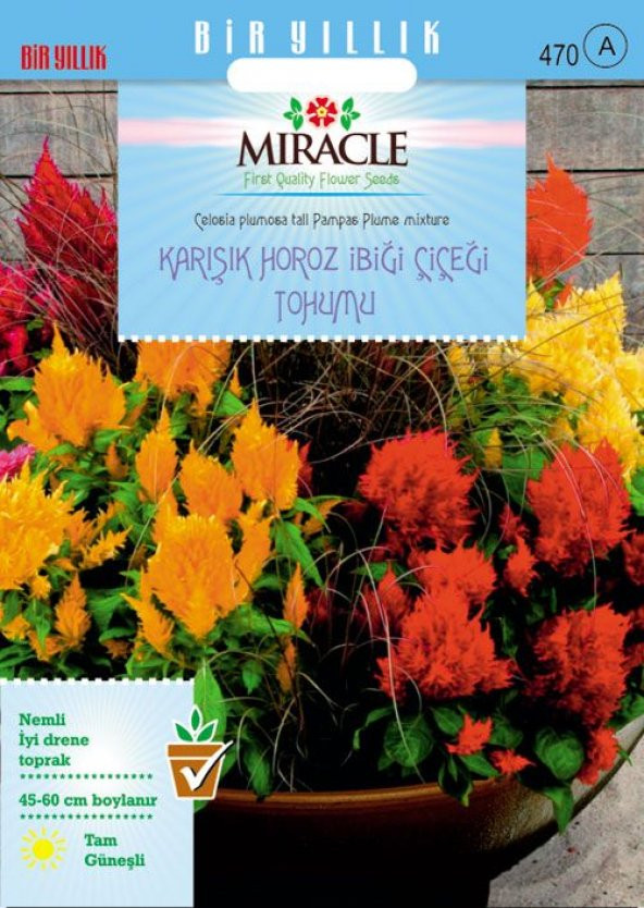 Miracle Karışık Renkli Horoz İbiği Çiçeği Tohumu (800 Tohum)
