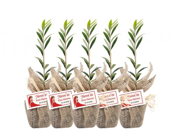 Özel Günlerinizde Ölümsüz Bir Hediye. Hediyelik Zeytin Fidanı - 3