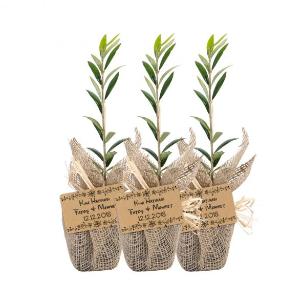 Özel Günlerinizde Ölümsüz Bir Hediye. Hediyelik Zeytin Fidanı - 5