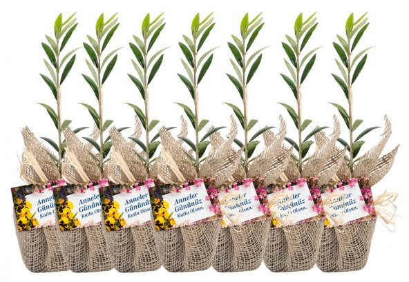 Özel Günlerinizde Ölümsüz Bir Hediye. Hediyelik Zeytin Fidanı - 6