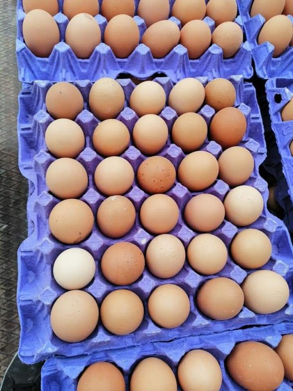 30'Lu Karton Yumurta Viyolü - 250 Adet ( Viyol, Kolisi, Kabı, Kartonu ) - 7