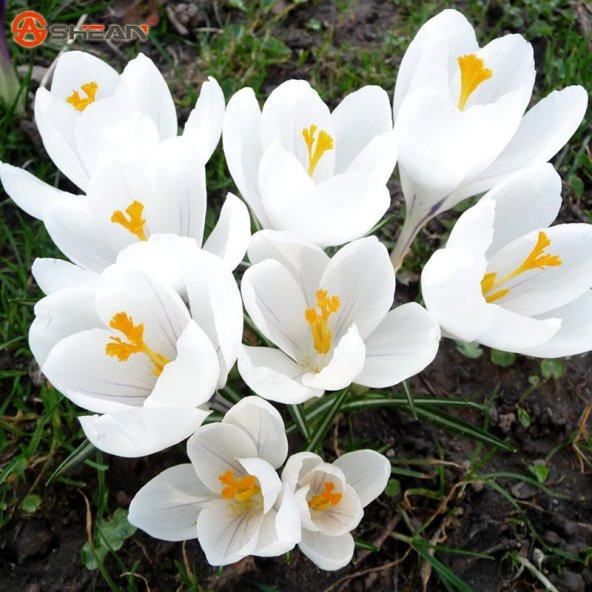 Hollanda'dan İTHAL - Çiğdem (Crocus) Çiçeği Tohumu (25 Tohum)