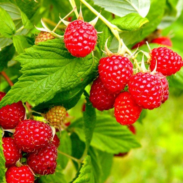 Tüplü Yediveren Ahududu Fidanı ürün görseli 1