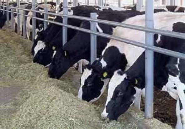KARASİNEK PİRE İLACI HAYVAN ÇİFTLİKLERİ İÇİN MUSCA 100GR - 3