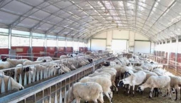KARASİNEK PİRE İLACI HAYVAN ÇİFTLİKLERİ İÇİN MUSCA 100GR - 4