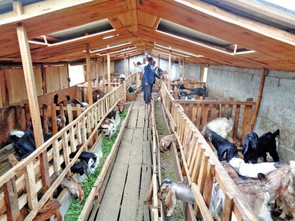 KARASİNEK PİRE İLACI HAYVAN ÇİFTLİKLERİ İÇİN MUSCA 100GR - 5