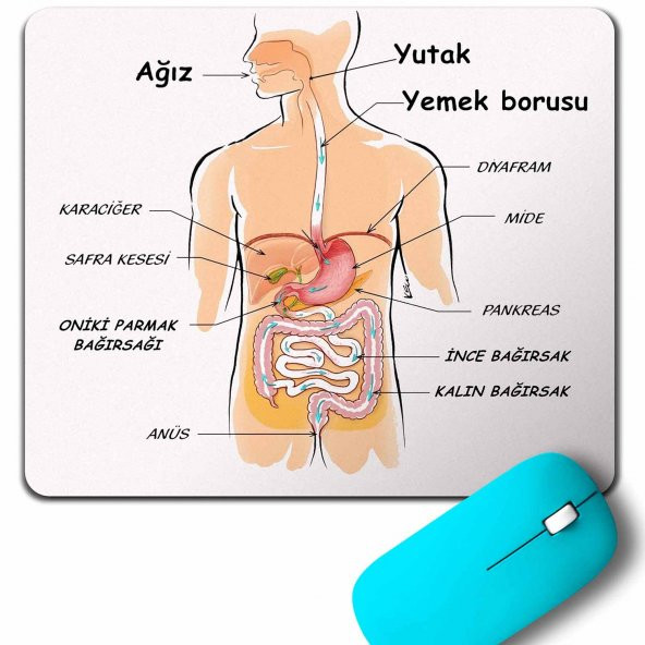 ORGANLARIMIZ AĞIZ YUTAK MİDE AKCİĞER DERS ÖDEV MOUSE PAD