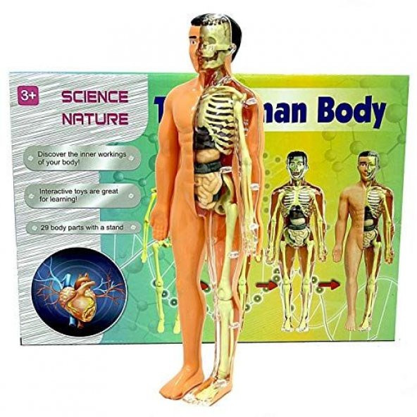 İnsan Anatomisi Vücudu 3D Eğitim Seti