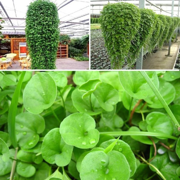 Fare kulağı tohumu 250 gr Dichondra repens Tohumu Fare Kulağı Çim