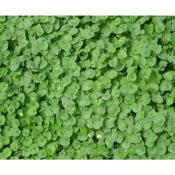 Fare kulağı tohumu 250 gr Dichondra repens Tohumu Fare Kulağı Çim - 6