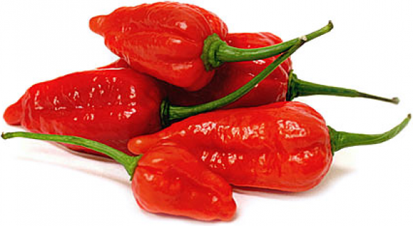 BHUT JOLOKİA DÜNYANIN EN ACI BİBER TOHUMU