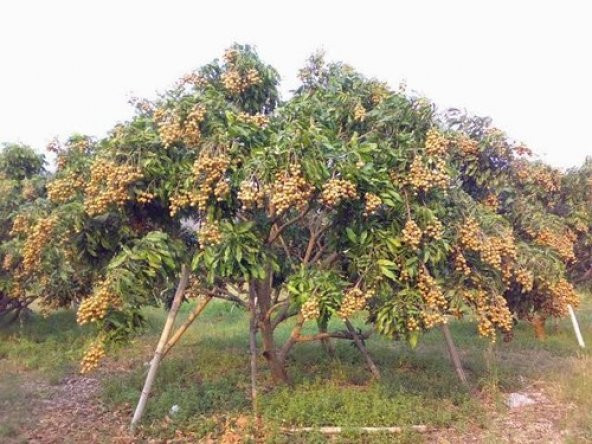LONGAN EJDER GÖZÜ MEYVESİ AĞACI TOHUMU - 3