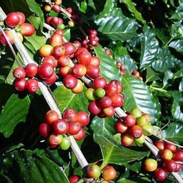 KAHVE FIDANI (Coffea Arabica 2.5 YAS (COK OZEL URUN SINIRLI STOK)